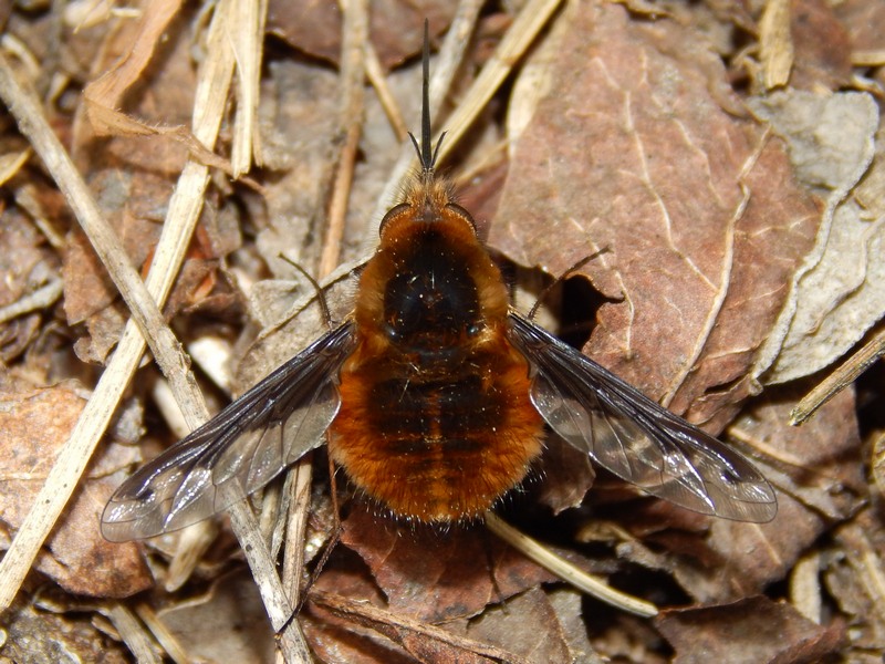 Bombilius major